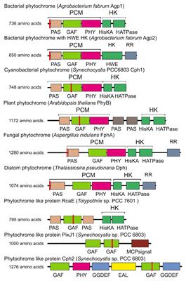 Phytochromes in Agrobacterium fabrum